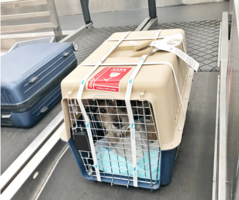 安阳宠物托运 宠物托运公司 机场宠物托运 宠物空运
